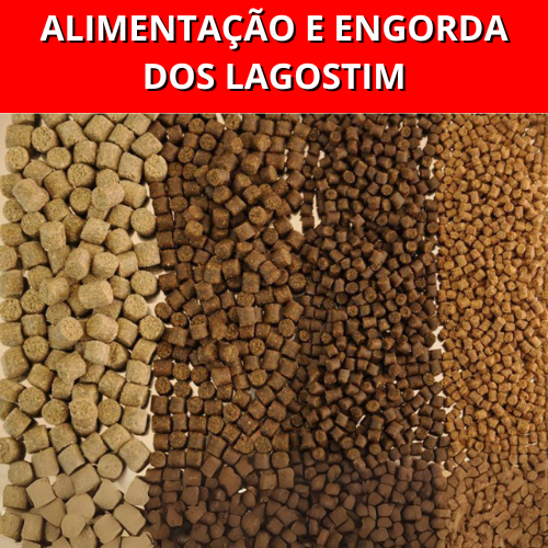 ALIMENTAÇÃO E ENGORDA DOS LAGOSTIM