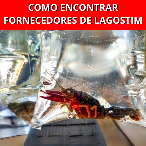 COMO ENCONTRAR FORNECEDORES DE LAGOSTIM (1)